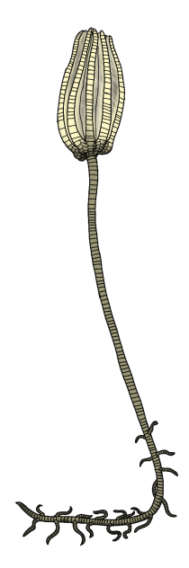 Agaricocrinus americanus render