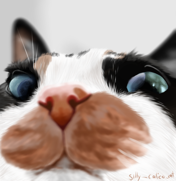 meowwww