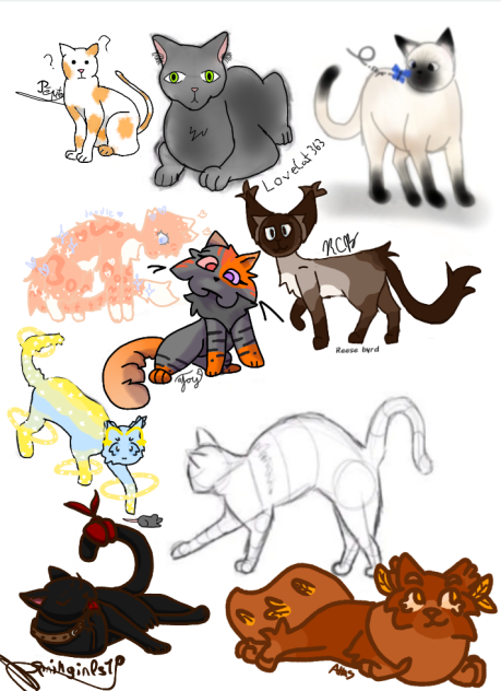 cat pose collab