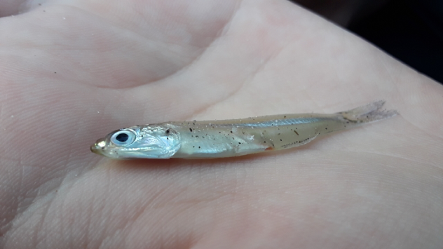 This sneaky perverted fishy