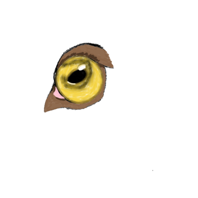 Horse eye practice