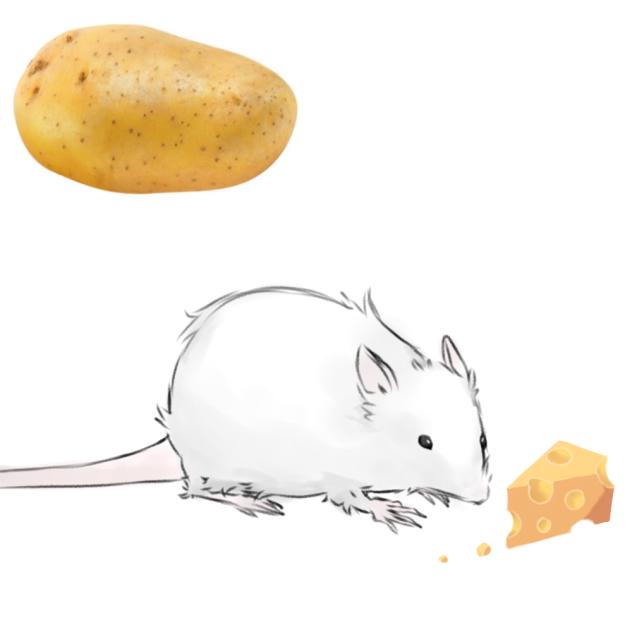 rat 3