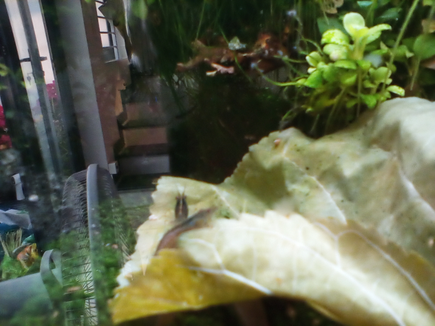 my tank fish