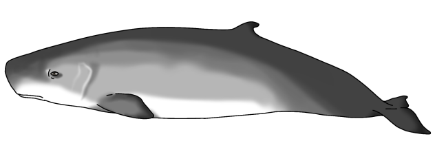 Dwarf Sperm Whale render