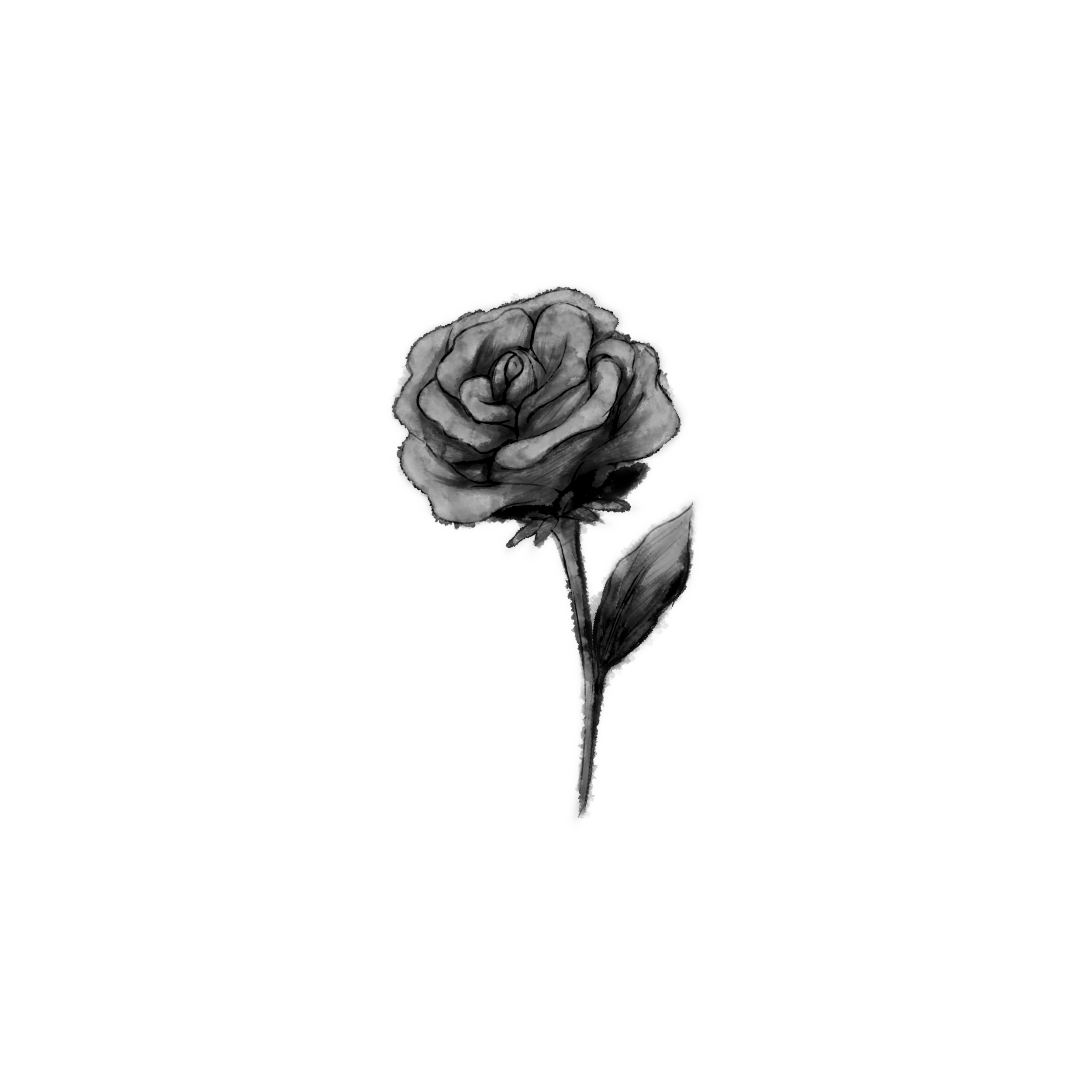 Rose 1 - ibisPaint