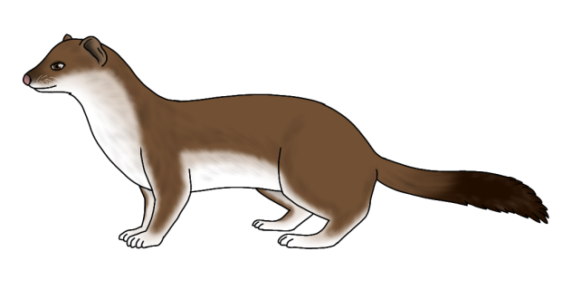 Stoat - Ermine