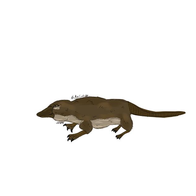 platypus