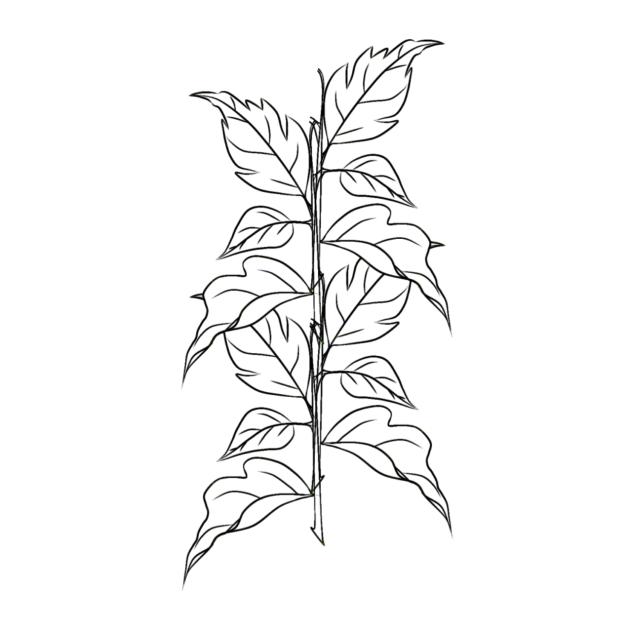 Leaf plant sketch 2