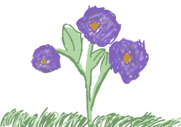 Iris
