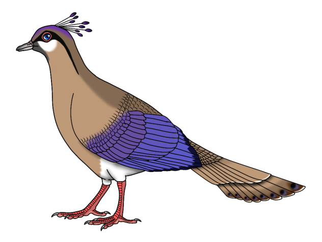 Amethystine Peacock-dove f