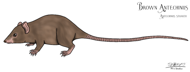 Brown Antechinus