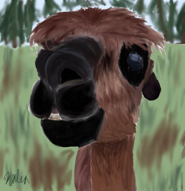 alpaca 🦙🤎