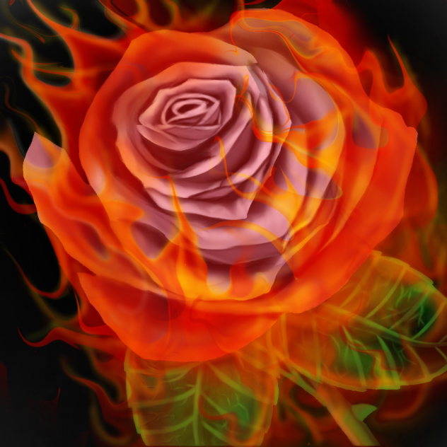 flaming rose 2