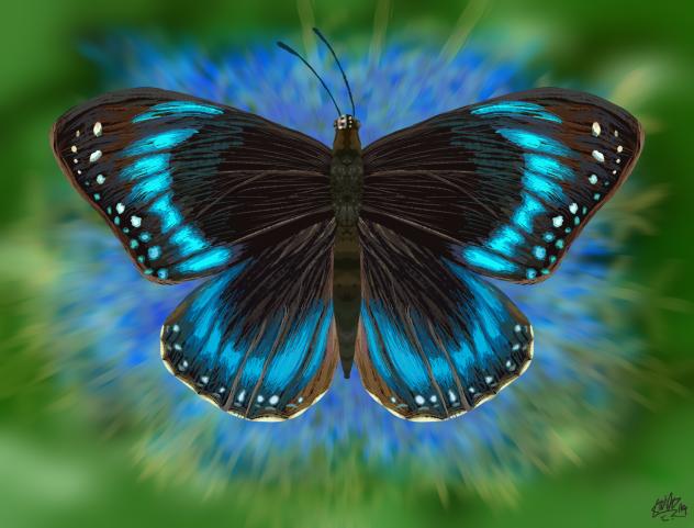 blue banded eggfly butterfly