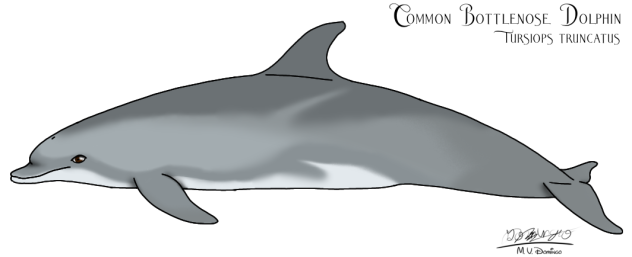 Common Bottlenose Dolphin (2023)