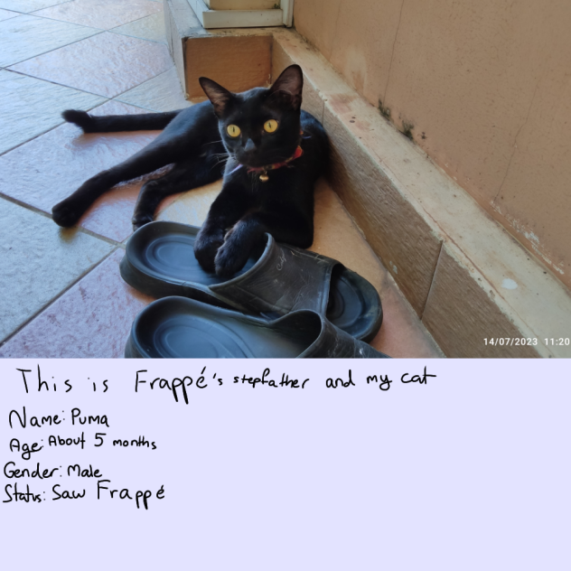 My other cat