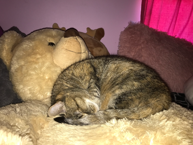My cat