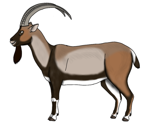 Sindhi Ibex render