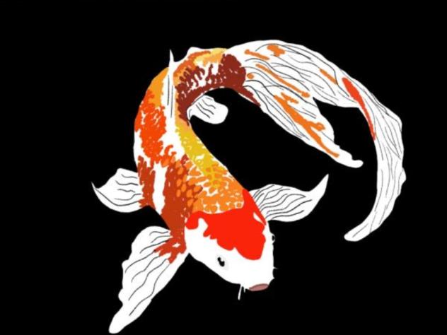 koi