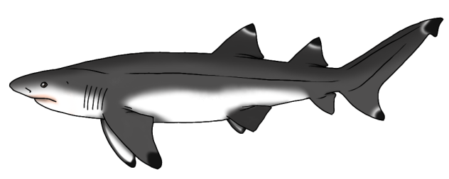 Leptostyrax macrorhiza render
