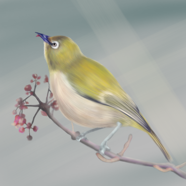 メジロ