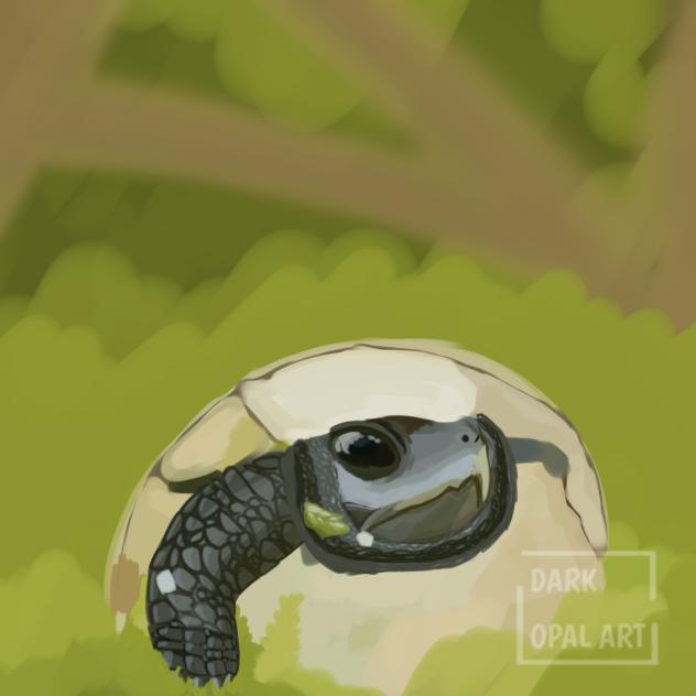 Bog Turtle⬇️⬇️read bio