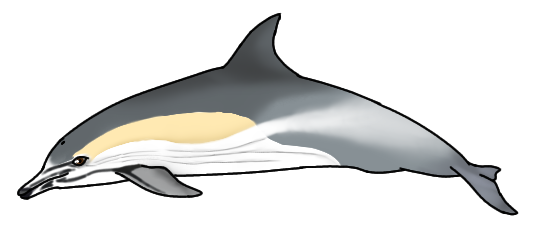 Short Beaked Common Dolphin