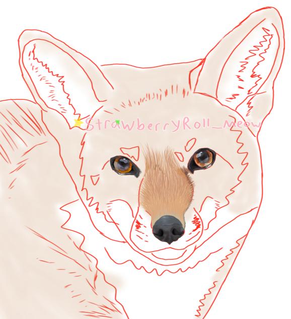 Red Fox in Snow WIP
