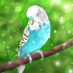 Blue budgie