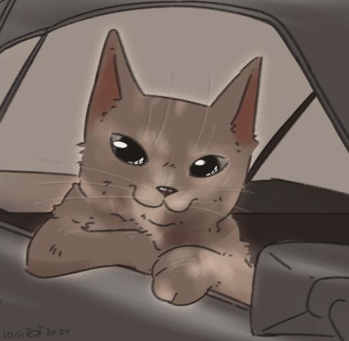cruising cat