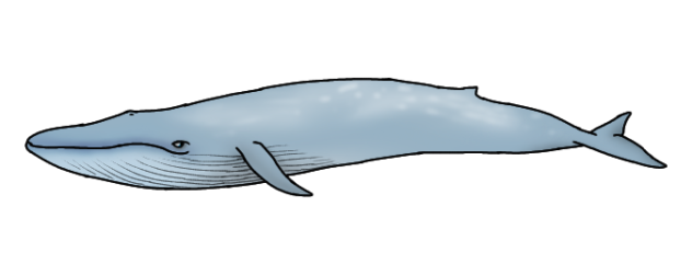 Blue Whale
