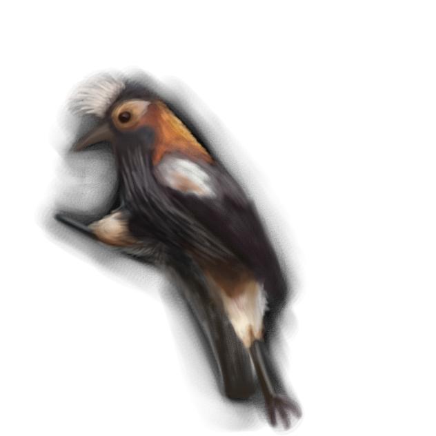 Ākohekohe or Crested Honeycreeper