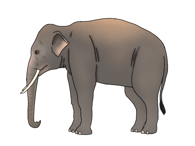 Asian Elephant render