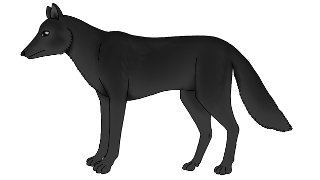 Florida Black Wolf render