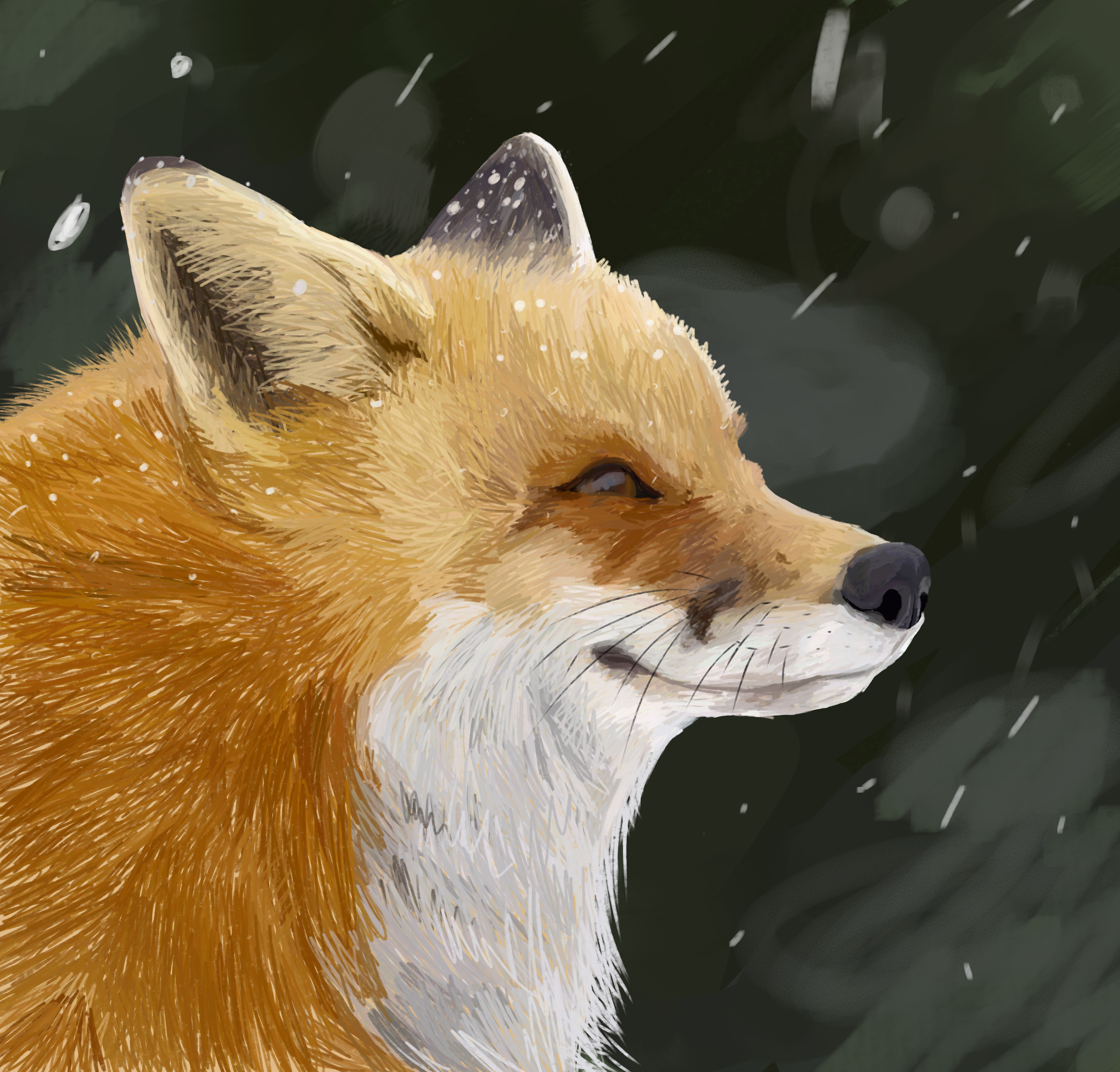 Fox - ibisPaint