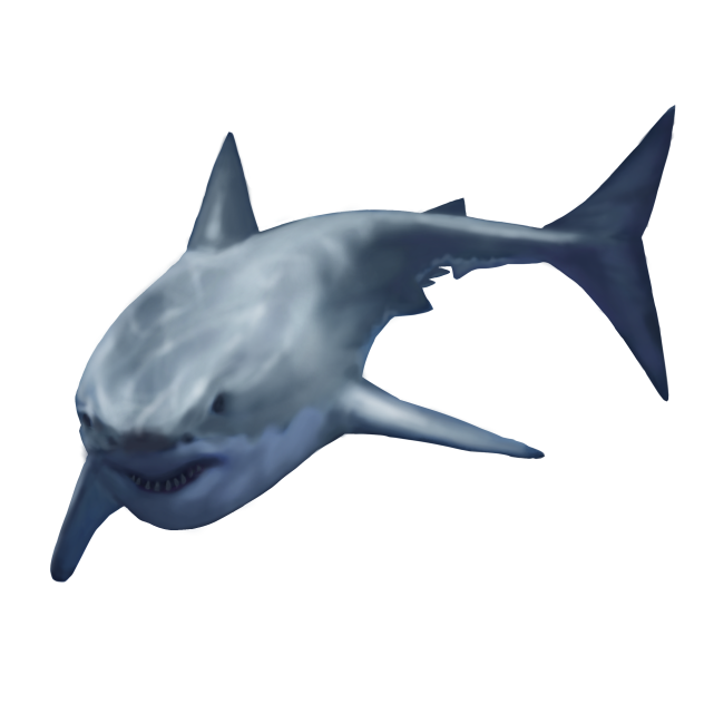 Shark