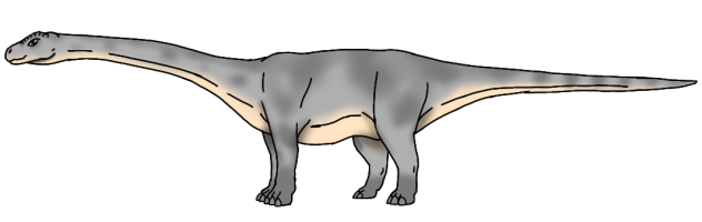 Gray Diploterro male