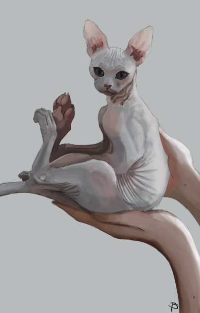 Cat✨✨
