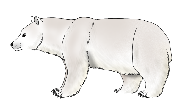 Ursus maritimus tyrannus render