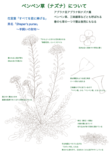 ペンペン草