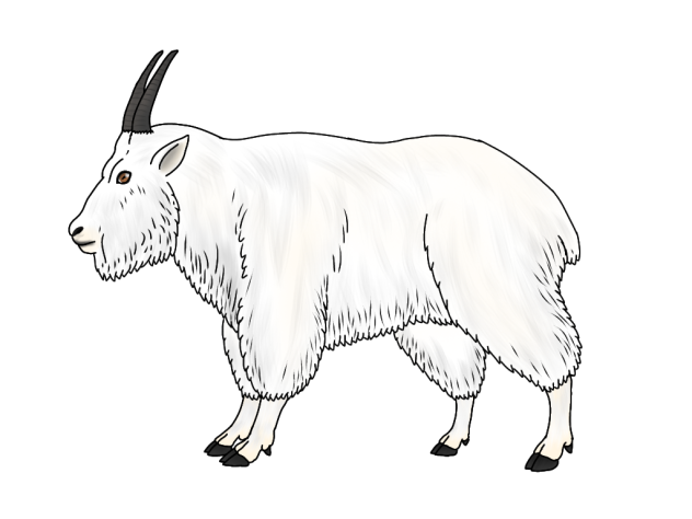 Mountain Goat render