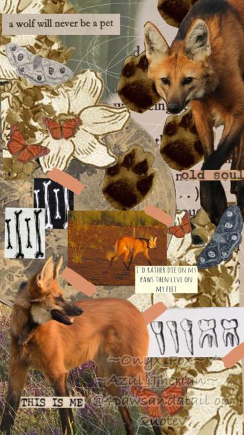 Maned wolves ^^