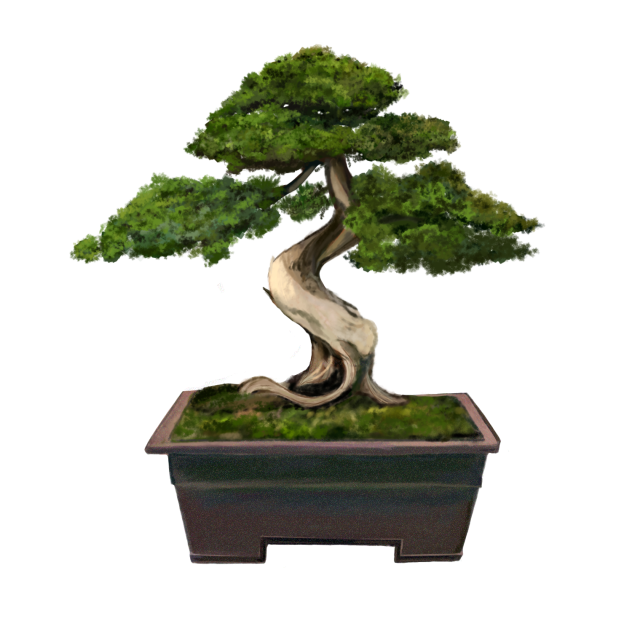 bonsai tree