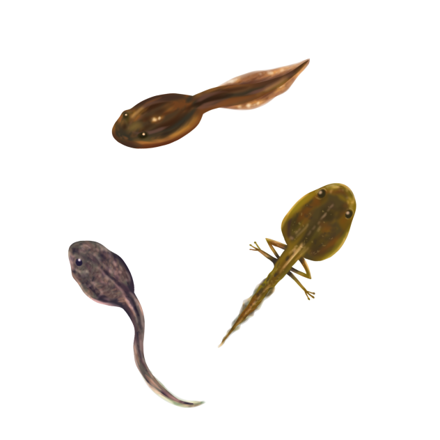 オタマジャクシトリオ