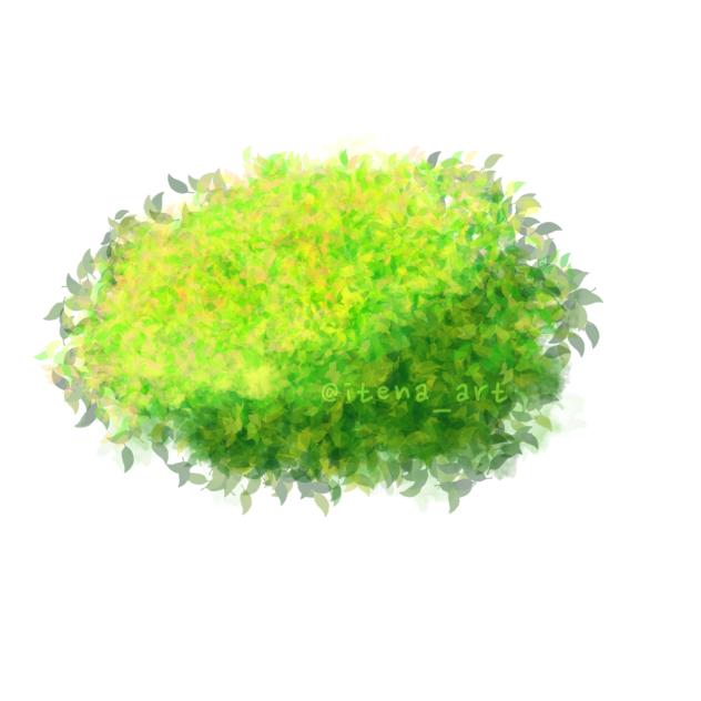 Drawing Practice - Plant