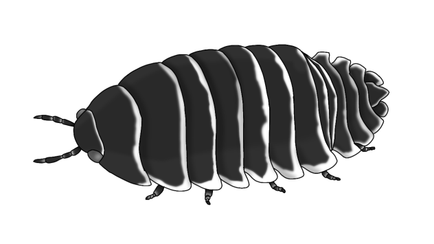 Zebra Isopod2
