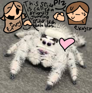 The friendly jumping spider