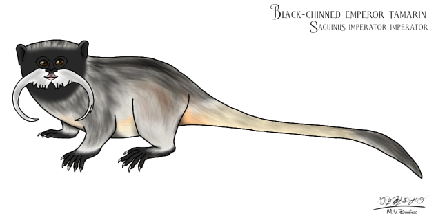 Black-chinned Emperor Tamarin