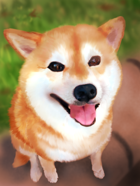 柴犬