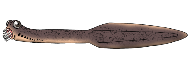Panderodus denticulatus render
